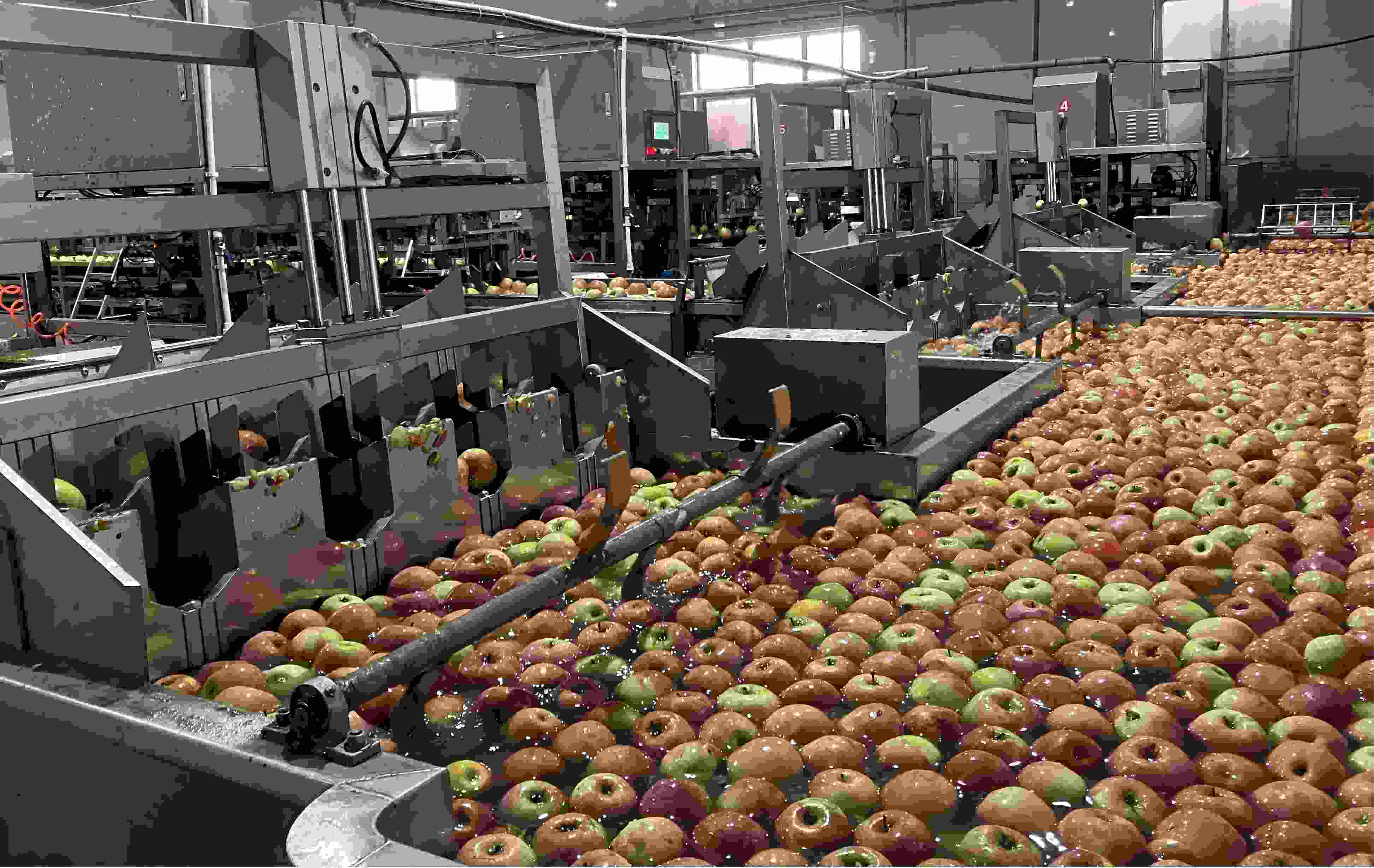 MINGYA FOODS Premium Dried Fruits